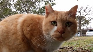 眼つきの鋭い茶トラ野良猫ちゃん