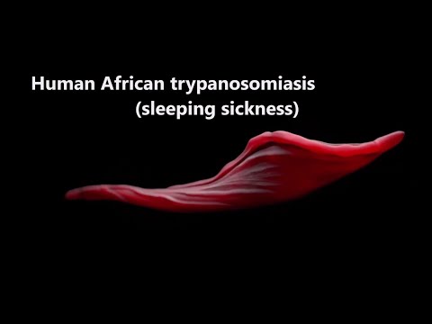 Video: Bewertung Der Anfälligkeit Für Tierische Afrikanische Trypanosomiasis (AAT) In Rindergemeinschaften In Afrika Südlich Der Sahara