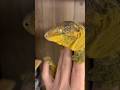 El gecko más grande del mundo #gecko #leachie