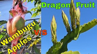 Wambugu Apple vs Dragon Fruit Profitable Agribusiness Explained