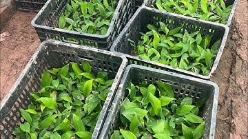 Chuối cấy mô vụ xuân 2026- tiêu lùn, tây thái, sáp nghệ 