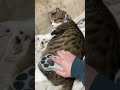 ブラッシングの終わりがわからん