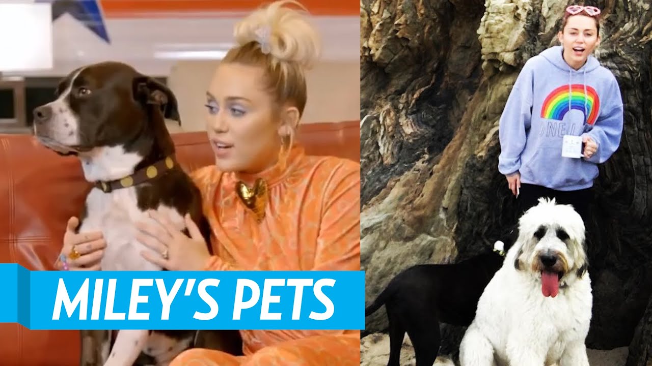 All of Miley Cyrus' Pets! - YouTube