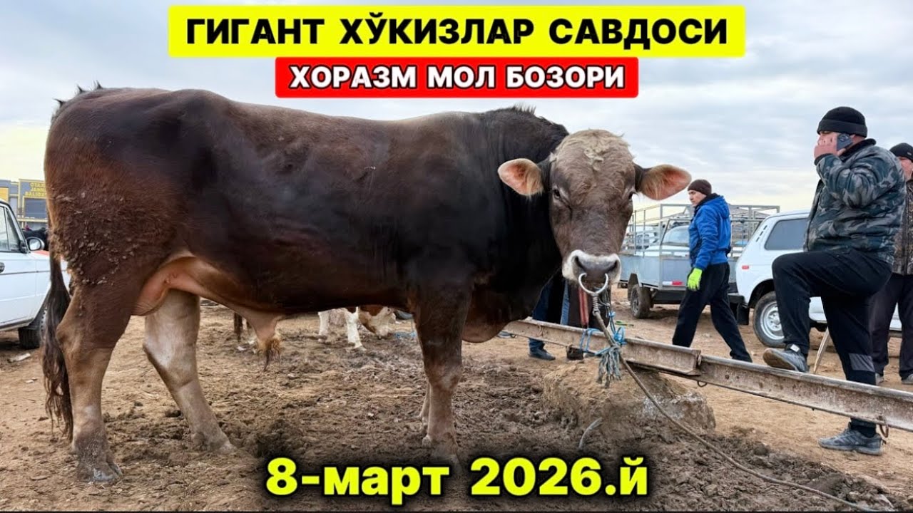 ХОРАЗМ МОЛ БОЗОРИ ГИГАНТ БУҚАЛАР САВДОСИ 8-марта 2026 г.