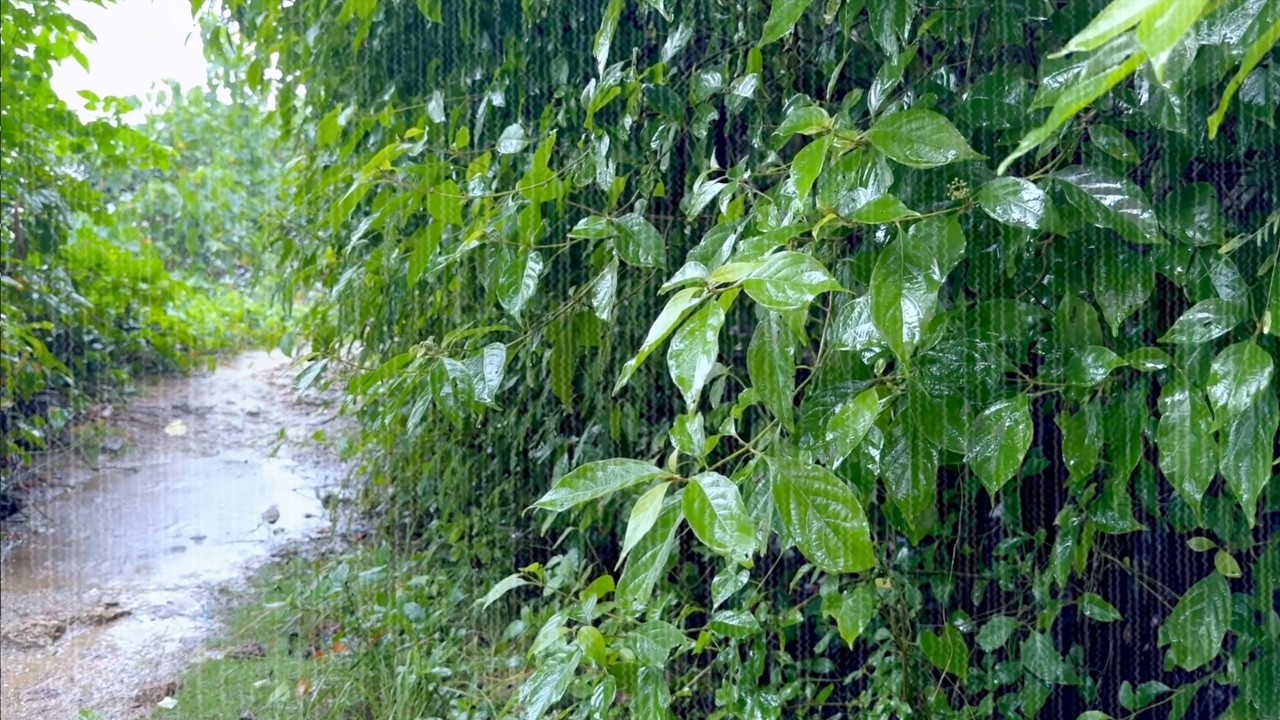 Засыпайте мгновенно, как только услышите звук дождя — 10 часов звука дождя без андрогенной депрессии