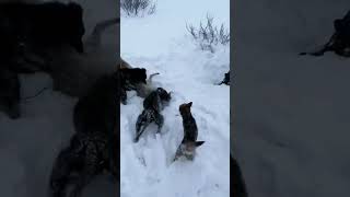 💥饿狼进村捕羊 被牧羊犬成功逮住！Wolfs Enters The Village To Hunt Sheep #Animal 【跟着图尔去旅行】