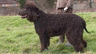 Dog Breed Video: Irish Water Spaniel