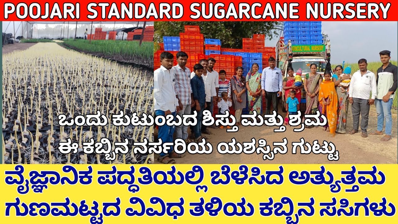 ವೈಜ್ಞಾನಿಕ ಪದ್ಧತಿಯಲ್ಲಿ ಬೆಳೆಸಿದ ಅತ್ಯುತ್ತಮ ಗುಣಮಟ್ಟದ ವಿವಿಧ ತಳಿಯ ಕಬ್ಬಿನ ಸಸಿಗಳು | sugarcane nursery