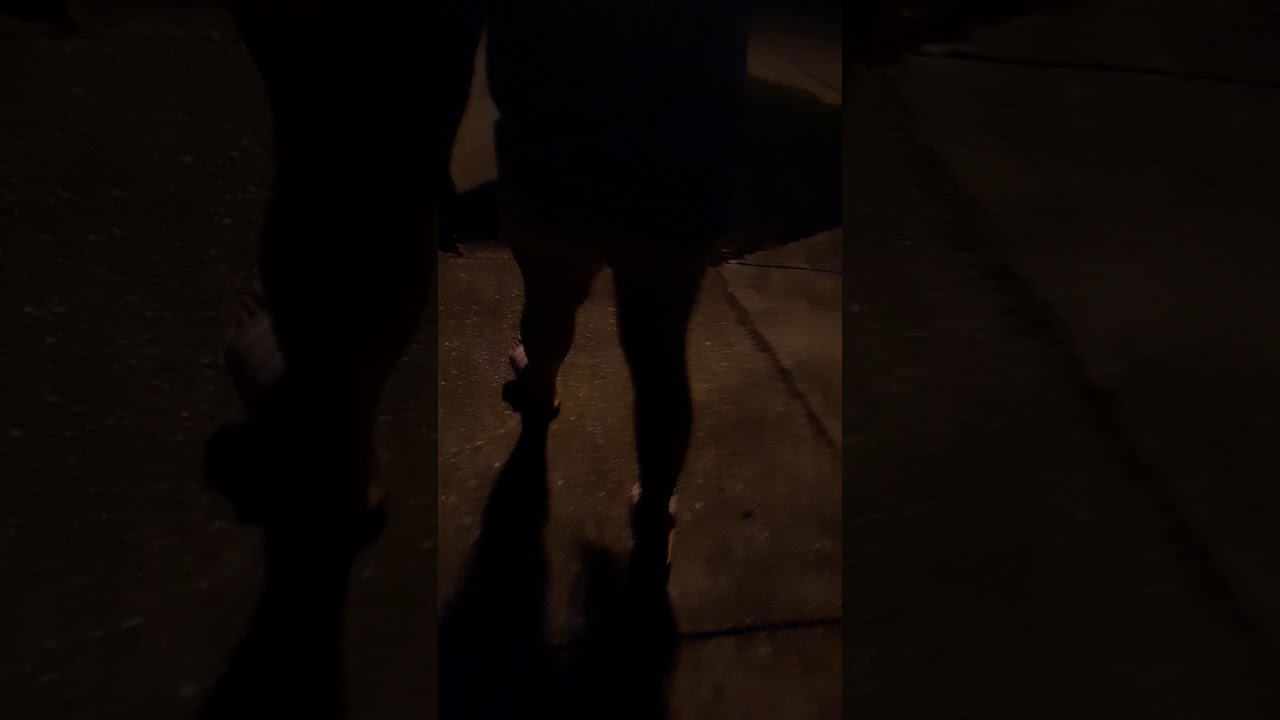 Setting my turtle free - YouTube