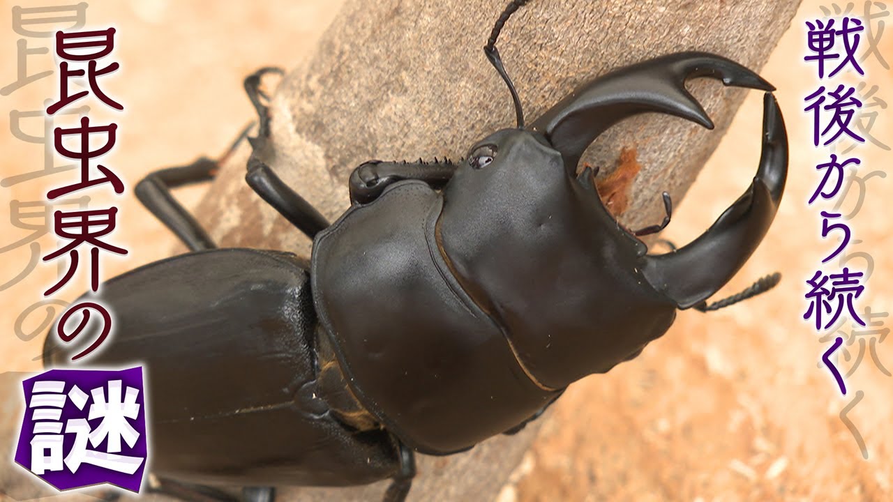 【夏休みミステリー】“いない”はずなのに･･･中学生が発見！　和歌山の「黒いダイヤ」オオクワガタの謎