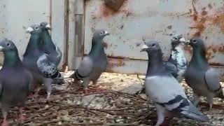 کبوتر پلاکی مسافتی آلمانی ، سبز و کوهی ، Tauben ،  pigeons