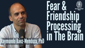 Fear vs. Friendship: How the Brain’s Amygdala Shapes Emotions