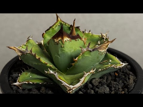 20260424 アガベ・チタノタ 鰐亀（芽）-038｜agave titanota alligator