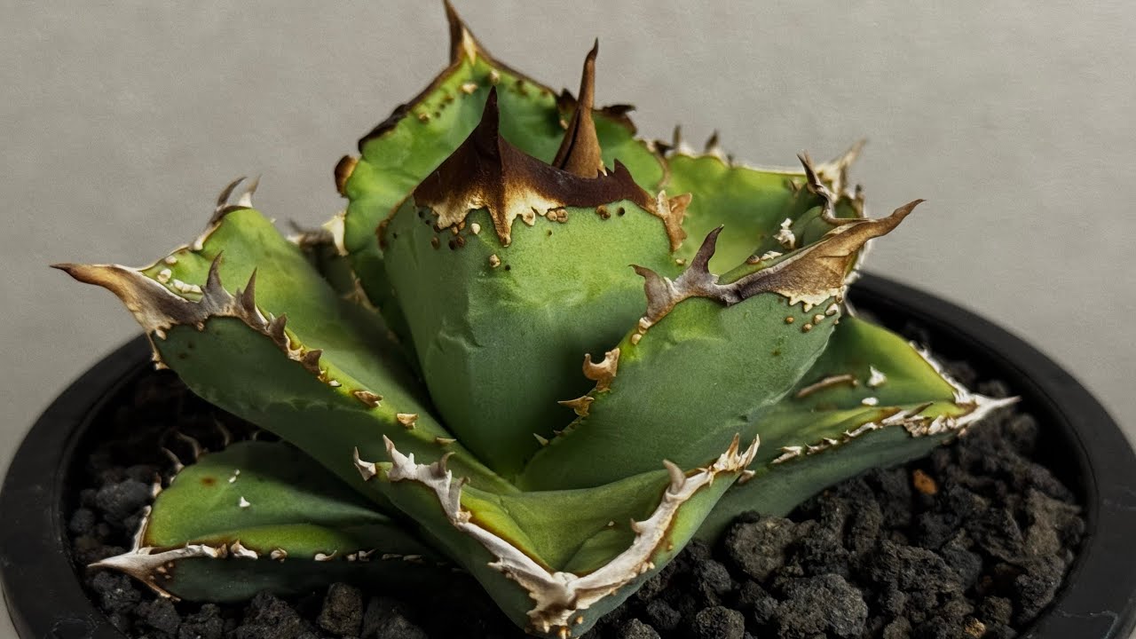 20260424 アガベ・チタノタ 鰐亀（芽）-038｜agave titanota alligator