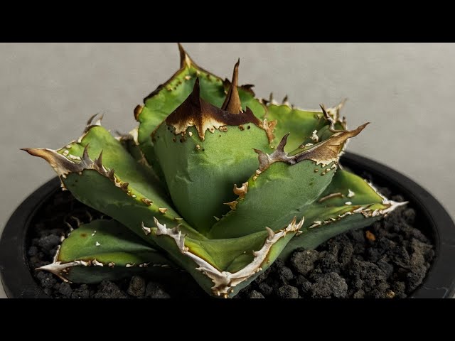 20260424 アガベ・チタノタ 鰐亀（芽）-038｜agave titanota alligator