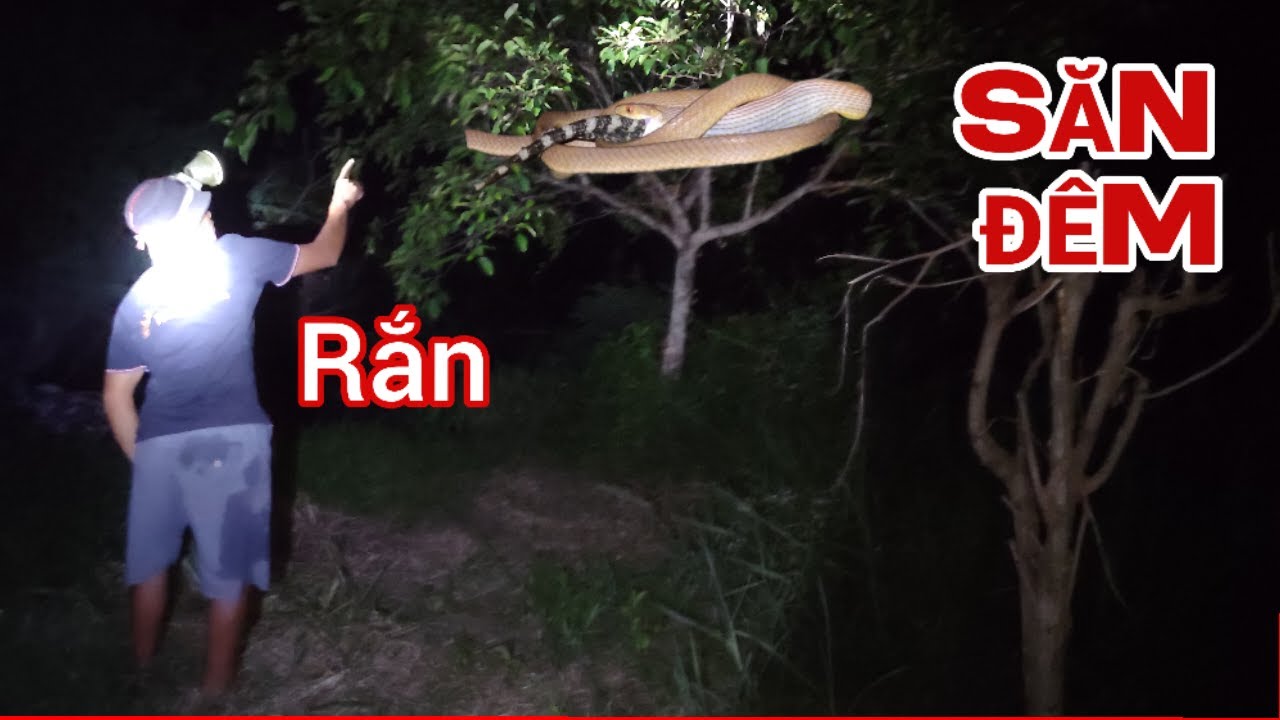 SĂN ĐÊM, ai sợ rắn đừng nên xem Cảnh này#hcmt - YouTube