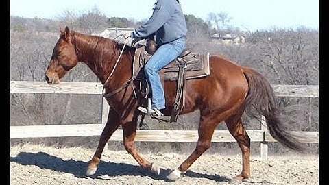 Mr Freckle Olena - Macho    ***For info, price, etc., go to our website*** Valley View Ranch