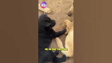 Méc mẹ vì bị ghẹo 😂 #shorts #yeulu