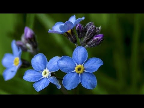 Video: Jesu li ljiljani jednogodišnji ili višegodišnji - savjeti za držanje kala tijekom cijele godine