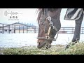 【ASMR】タニノギムレットの草を食む咀嚼音｜Horse chewing sound｜ヴェルサイユリゾートファーム｜Relaxation Calm Chill