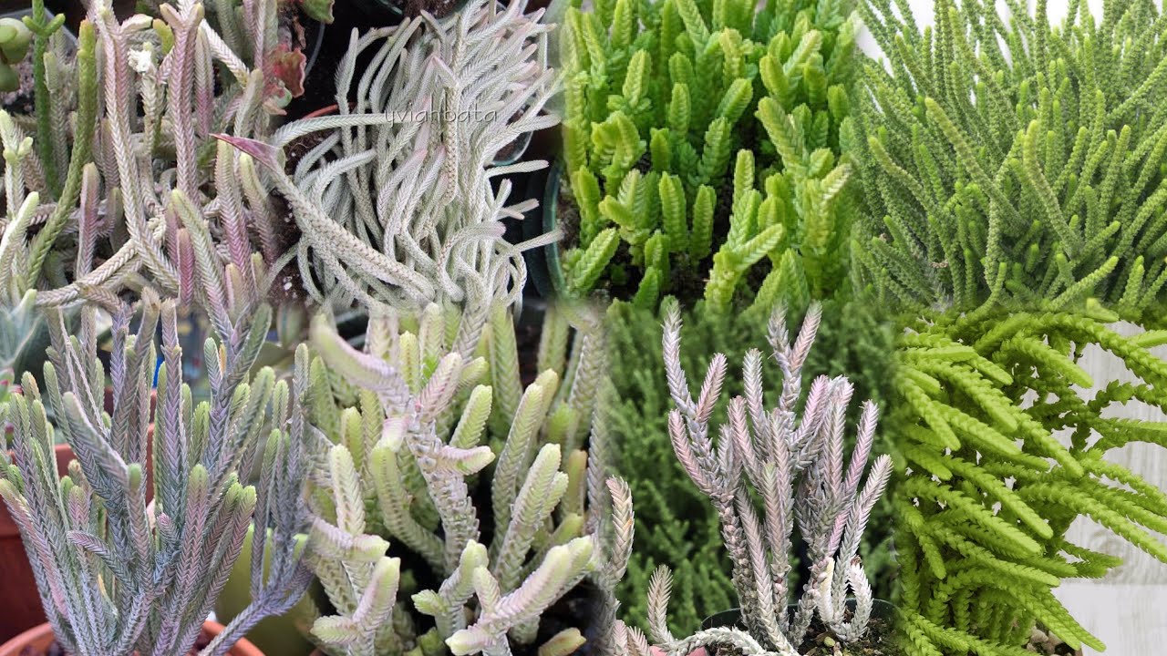 Watch Chain Succulent YouTube