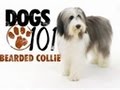 Dogs 101 - Bearded Collie の動画、YouTube動画。