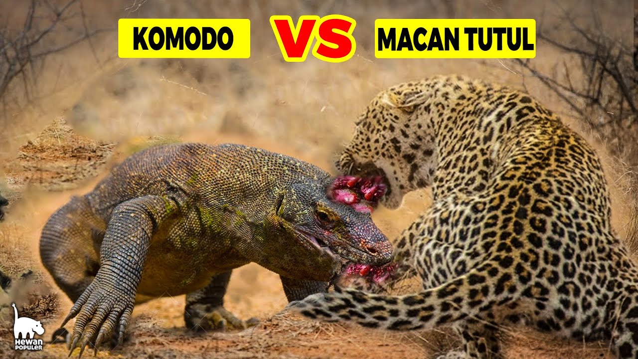 Bagaimana Jika KOMODO VS MACAN TUTUL Bertarung di Alam Liar, Mana Yang Paling Buas?