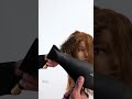 Using Different Brushes While Blow-Drying