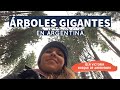 Vi árboles ¡GIGANTES! 🤩 en Isla Victoria y Bosques de Arrayanes | Bariloche 🌳 Ep. 3