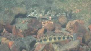 Blotchside Logperch - Percina burtoni