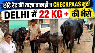 छोटे रेट की ताज़ा बाखड़ी व CHECKPAAS मुर्रा | DELHI में 22 KG + की भैस | 