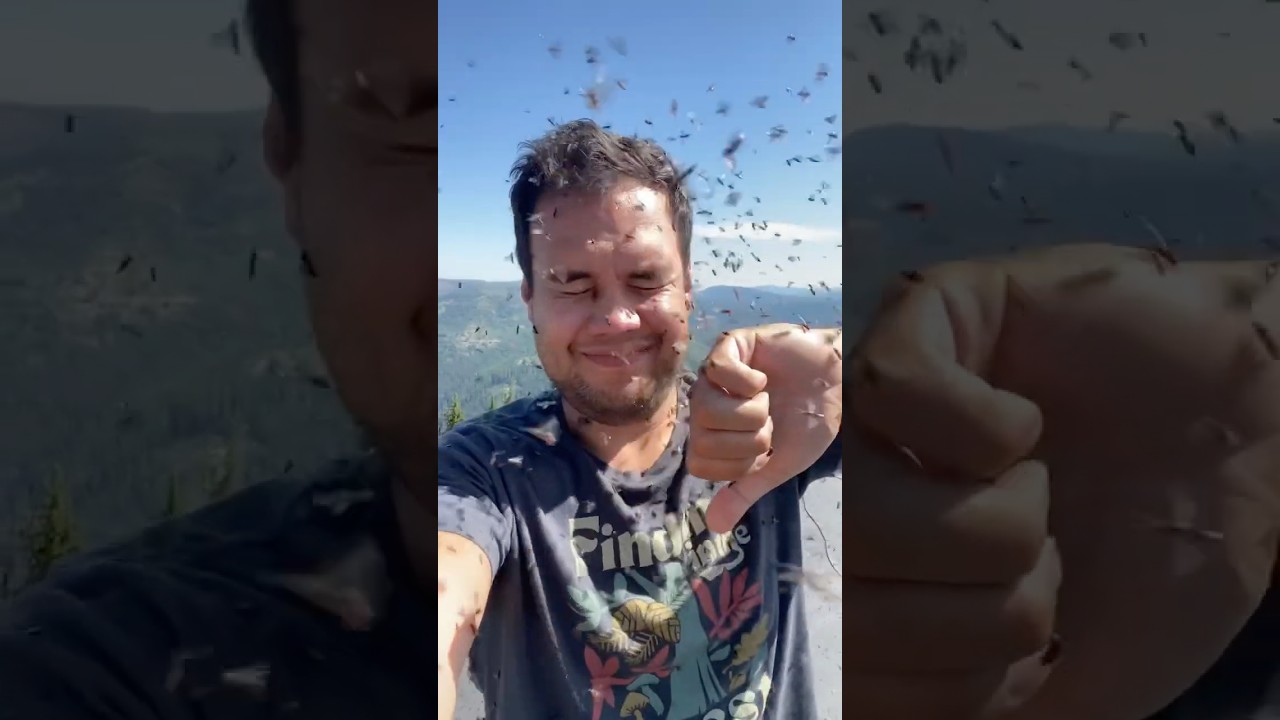 You’d better be ok with ants if you want to be a fire lookout 