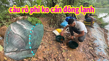 thử câu cá rô phi dịch vụ không cần đông lạnh / và kết quả cũng ok ( đỗ trọng vlogs fishing )