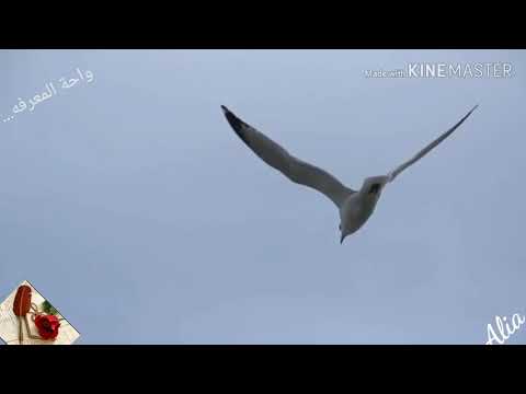 خبرني ياطير عن كل الحبايب ريبر وحيد