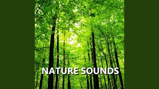 Download Lagu Beckoning Bird Nature Sounds Download Lagu Beckoning Bird Nature Sounds