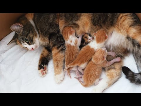 वीडियो: एक बंगाल बिल्ली का बच्चा कितना है?