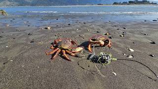 Catching Dungeness Crab Quickly on my Favorite Snare