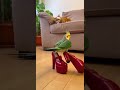 Когда купила туфли, но не умеешь на них ходить 👠😂