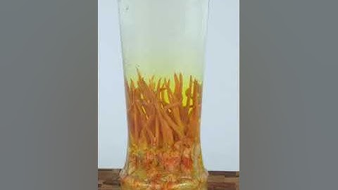 Rượu Đông Trùng Hạ Thảo Putin nấm trồng 500ml