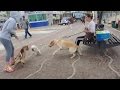 Cão agressivo sem guia ataca outros cães em SC.