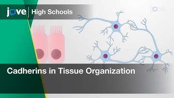 Cadherins in Tissue Organization | Cell Bio | Video Textbooks - Preview