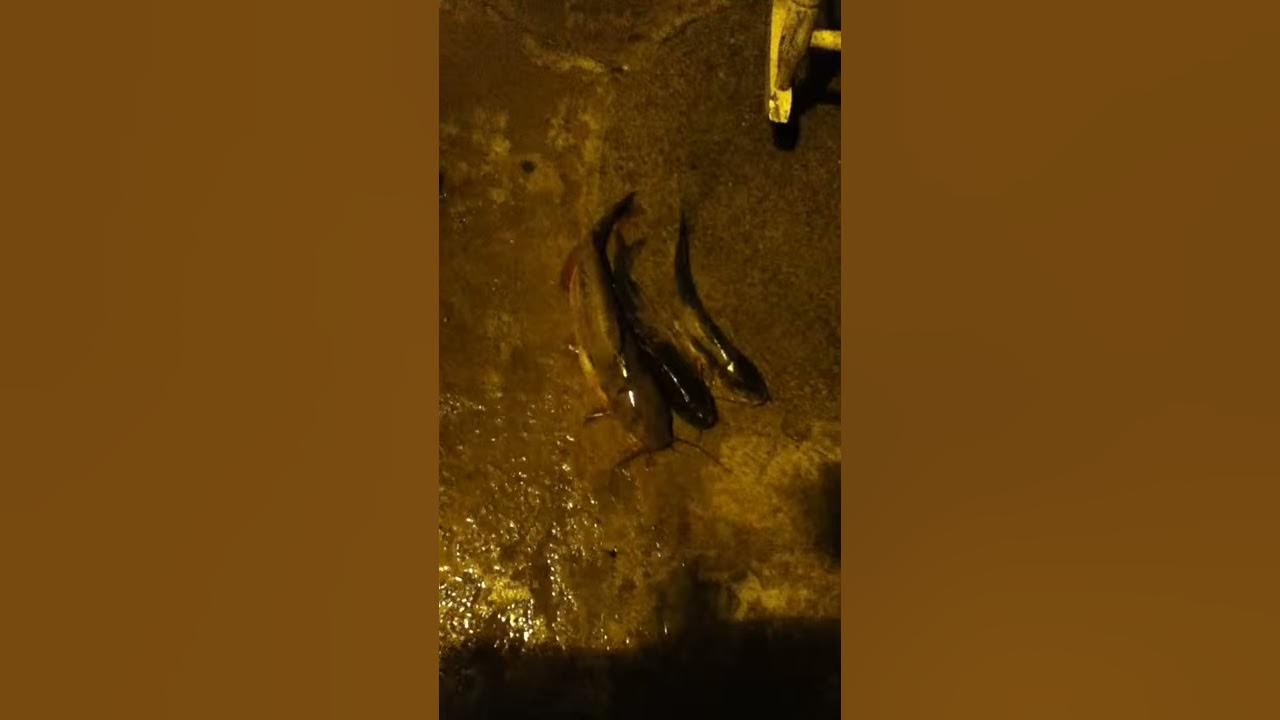 Indian lake catfish YouTube