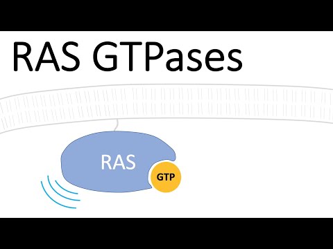 Video: Mazais GTPase ARF6 Regulē GABAergic Sinapses Attīstību