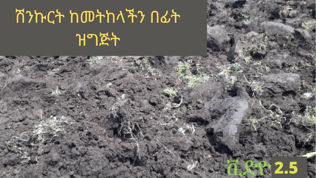 የሽንኩርት አተካከል እና አስተዳደግ በኢትዮጵያ/growing onions in Ethiopia YouTube