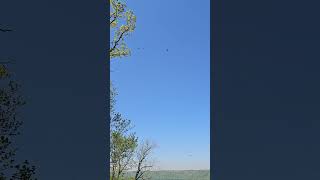 Bald Eagles on the Mississippi River #shorts