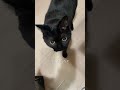 降り方がわからない猫 #猫 #ねこ