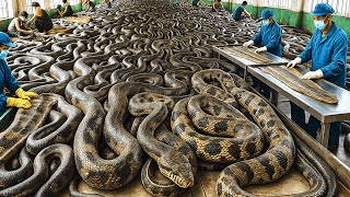 How Millions of Snake Skins Are Harvested and Processed – Inside Indonesia Surprising Snake Farm