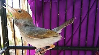 Download Lagu Suara Pancingan Prenjak PIKAT - Ampuh Bikin Pernjak Merah BAHAN Cepat EMOSI \u0026 NYAUT Bunyi GACOR Lot MP3 Download Lagu Suara Pancingan Prenjak PIKAT - Ampuh Bikin Pernjak Merah BAHAN Cepat EMOSI \u0026 NYAUT Bunyi GACOR Lot MP3