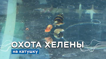 Хищная улитка Хелена поедает катушку