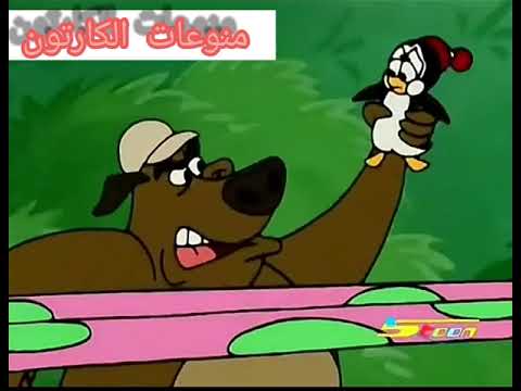 البطريق تشيلي ويلي القية البيلوجية